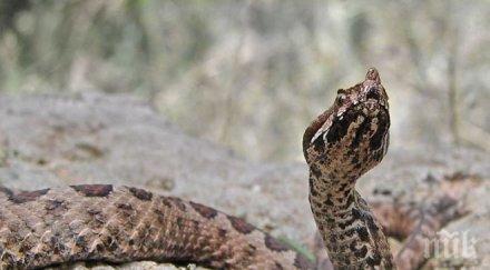 змия напъха колата журналист разглобиха извадят влечугото