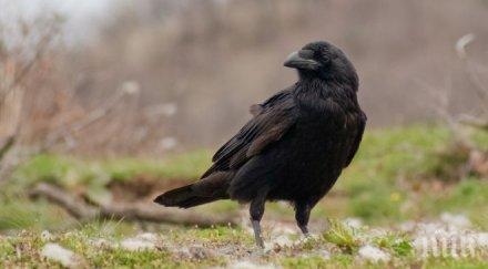 гарван държи британец пленник собствения дом