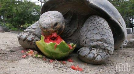 нов вид гигантска костенурка откриха галапагос