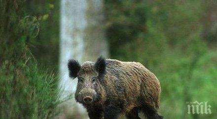 ловци замфирово наказателни акции срещи пакостливи диви свине