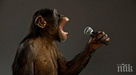 интересно гласовитите маймуни викачи имат малки тестиси