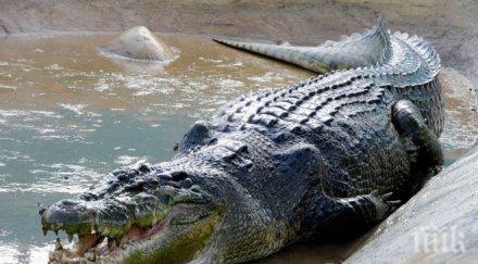 крокодилите спят едно отворено око