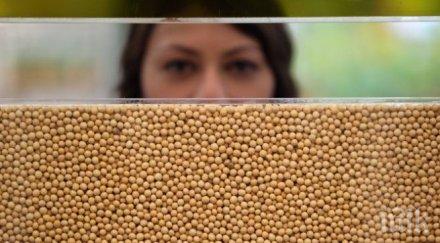 откриха генномодифицирана соя град камено