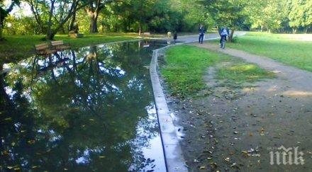 отсякоха 300 опасни дървета борисовата градина