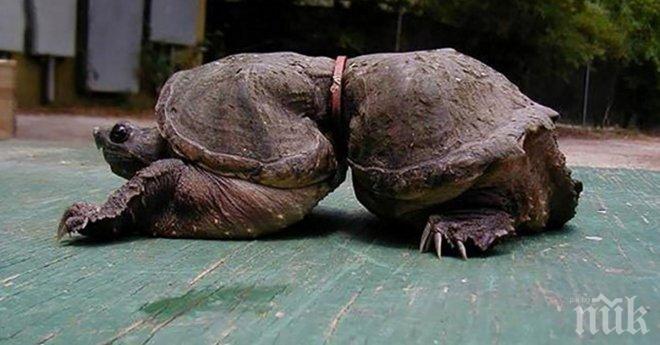 Страховити снимки, които не можеш да пропуснеш! Някои от тях са брутални, чак не е за вярване, че са истински!