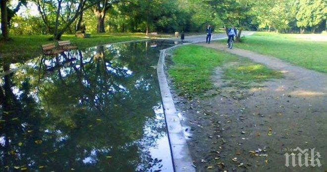 Отсякоха 300 опасни дървета в Борисовата градина