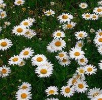 Пагоните на полицаите в Украйна стават маргаритки