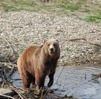 Окончателно: Зоопарк в Габрово ще има, но без мечката Маша!