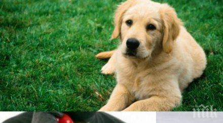 измамниците станаха все нагли прибягнаха далавери домашни любимци плащаш куче четириного йок