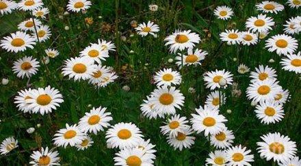 пагоните полицаите украйна стават маргаритки