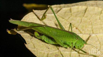 перничани паника нападнаха гигантски скакалци снимка