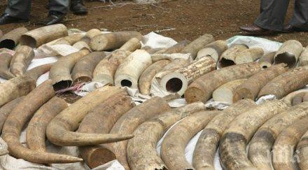 доказано 300 000 години имало лов слонове