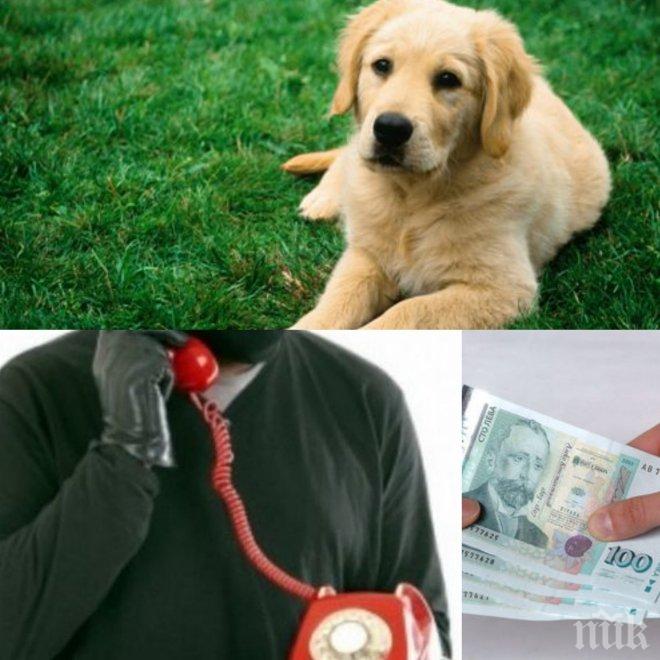 Измамниците станаха все по-нагли! Прибягнаха и до далавери с домашни любимци! Плащаш за куче, а четириного - йок!