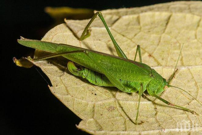 Перничани в паника! Нападнаха ги гигантски скакалци (снимка)