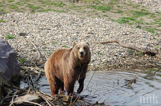 Окончателно: Зоопарк в Габрово ще има, но без мечката Маша!