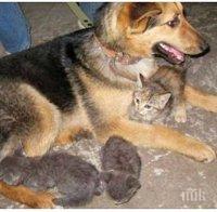 Бездомно куче стана приемна майка на 7 котета, които биват изхвърлени на боклука!
