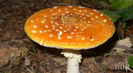 ужас тъща почерпи зет мухоморки