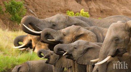 бракониери зимбабве отровили слона