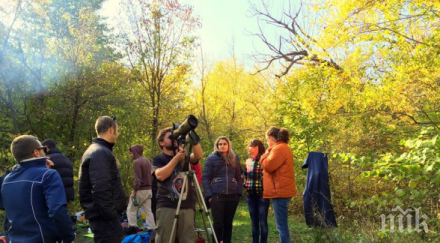 сървайвър перник
