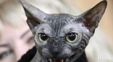 агресивността котката зависи окраската