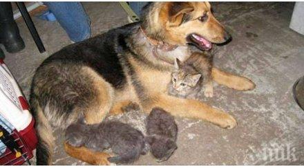 бездомно куче стана приемна майка котета биват изхвърлени боклука