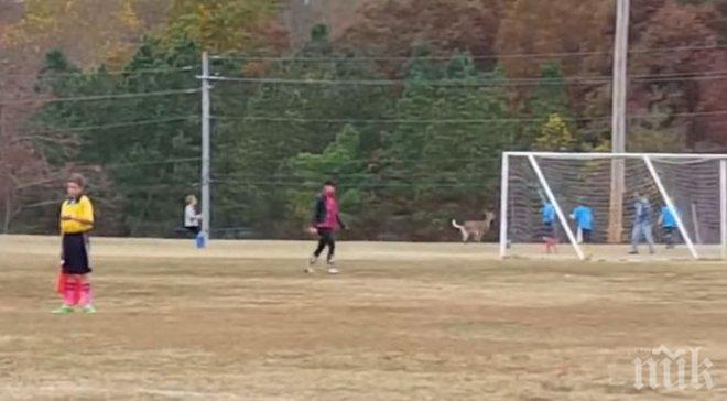 Елен нахлу на футболно игрище и вкара гол (видео)