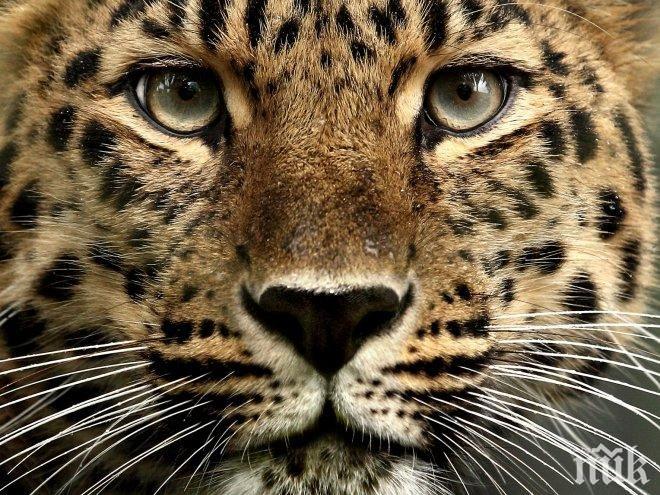 Знаменит леопард не доживя изграждането на мост за животни над пътя