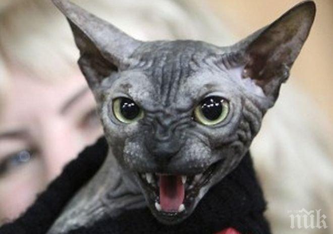 Агресивността на котката може да зависи от окраската й 