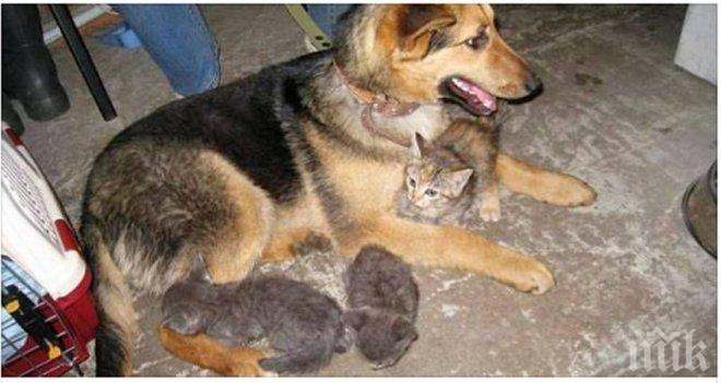 Бездомно куче стана приемна майка на 7 котета, които биват изхвърлени на боклука!