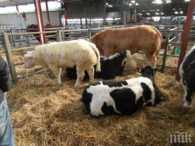 Удължават срока за инвестиции във ферми