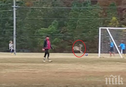 Нахлула по време на мач сърна вкара гол (видео)