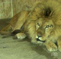Лъв нападна и уби бракониер