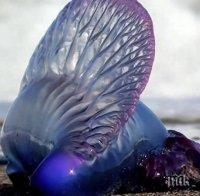 Опасен чар на плажа. И не става дума за красива жена, а за нещо уникално!!!