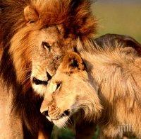 Учени алармират! Популациите на африкански лъвове ще намалеят наполовина до 2035 година