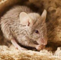 Мозъчни импланти позволяват на плъхове да виждат в инфрачервено
