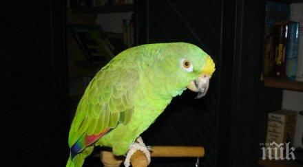 задържаха 450 редки папагали българо гръцката граница