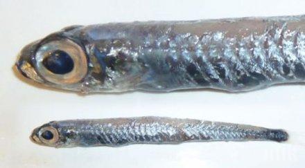 мистериозна риба уловиха бреговете гренландия