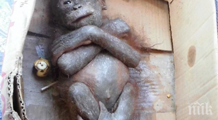 намериха мумифициран домашен любимец започнаха оглеждат спасителите имаха лъч надежда