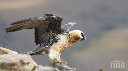 лешоядите африка намаляват