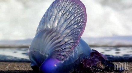 опасен чар плажа става дума красива жена нещо уникално