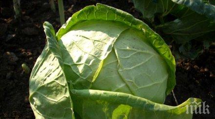 хасковско настъпи време наклаждането зеле