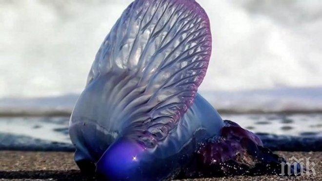 Опасен чар на плажа. И не става дума за красива жена, а за нещо уникално!!!