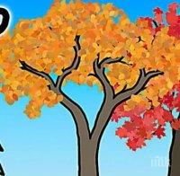 Това е истинската причина, поради която листата променят цвета си през есента