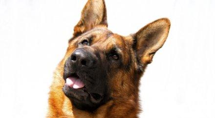 кошмар немската овчарка съветник банско нахапа зверски момиченце