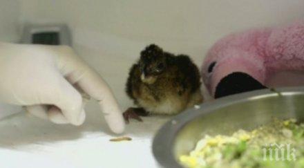 бразилия появи птица смятана изчезнал вид