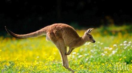 тестват автомобилна система избягване сблъсък кенгурута австралия