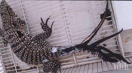 аржентински гущер сдоби шест опашки видео