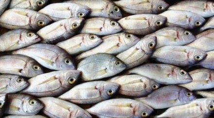 рибните запаси черно море унищожени