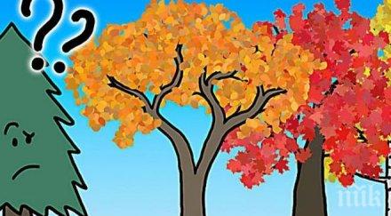 истинската причина поради листата променят цвета есента