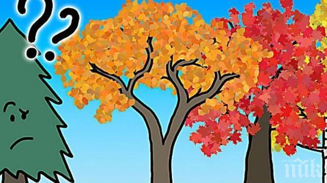 Това е истинската причина, поради която листата променят цвета си през есента